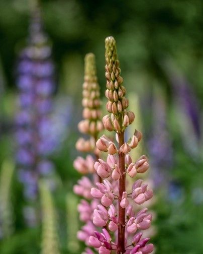  放手一搏|下个月，爱情甜蜜，沉淀旧爱，放手一搏，相守到白头的4大星座