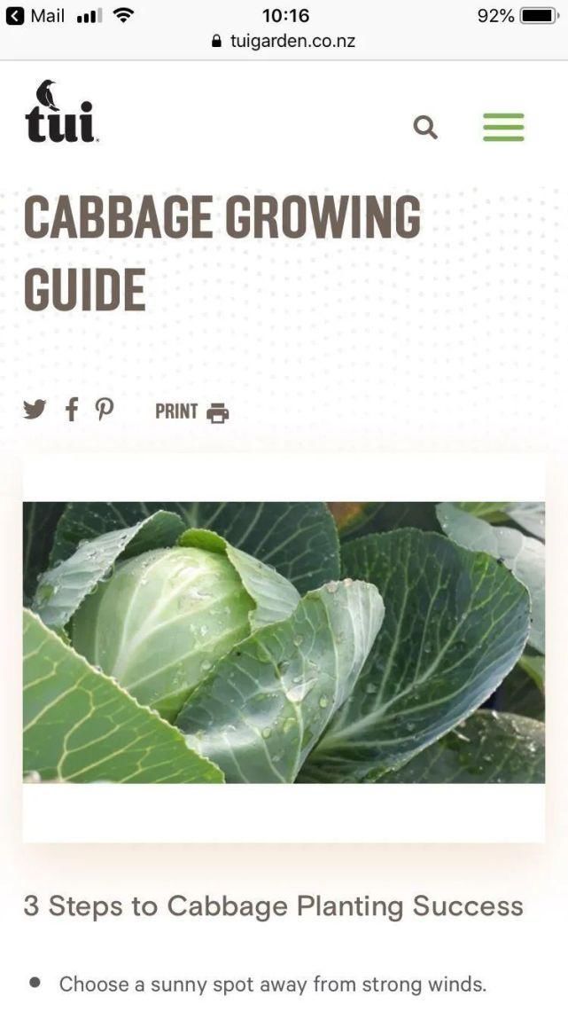 适合|冬天吃不起菜新西兰华人6月种菜攻略,适合新人上手