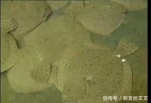 认出|海鲜大全, 你能认出多少