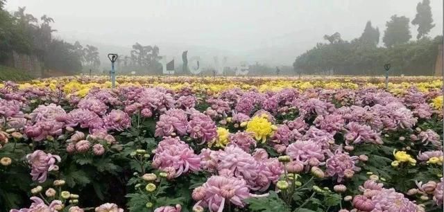  在乎|心中想着你，因为在乎，所以难忘