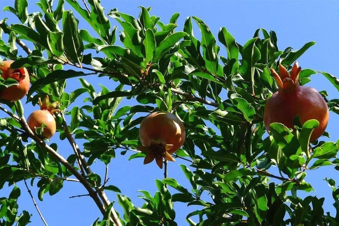 海报|漫改电视剧「棋魂」新海报公开