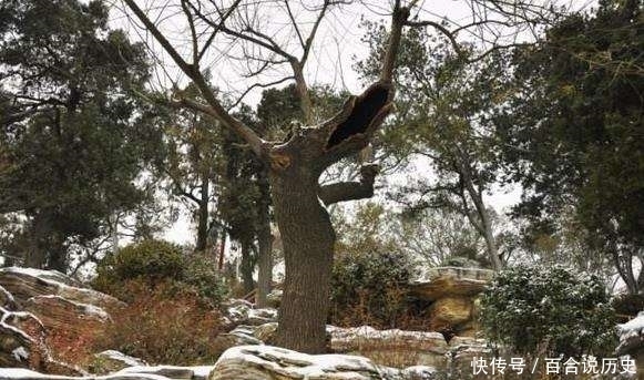 抢走|崇祯死后,那颗上吊自杀的槐树,被铁链锁了200年,不料被八国联军抢走