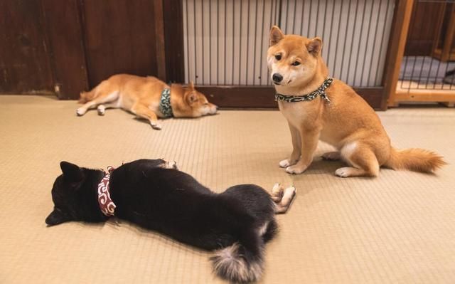  五大|柴犬五大缺点，最大的缺点是哪个，你知道吗？