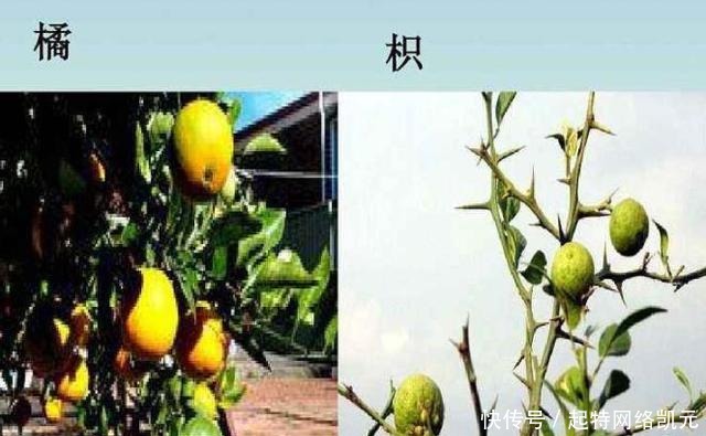  意义|浅谈“南橘北枳”在现实生活中的意义