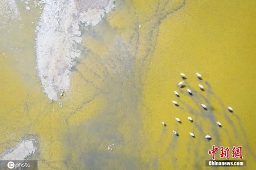  唯美|土耳其候鸟溪流中栖息 构成唯美画卷