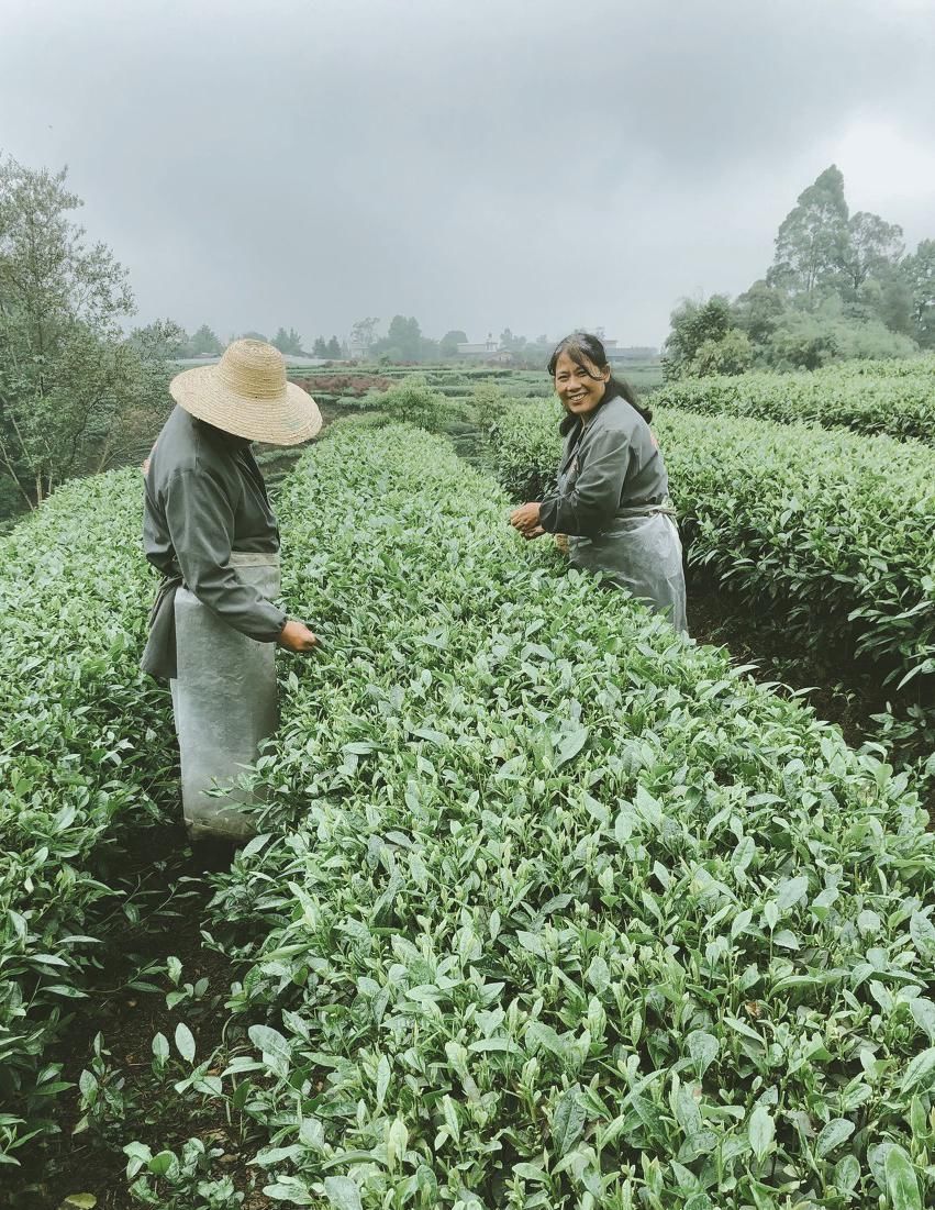  瞒不住|完了！雅安遍地大熊猫的事瞒不住了