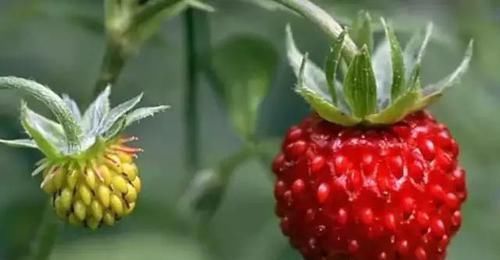 形态|水果的原始形态,面对这样的西瓜,夏天你还会想喝西瓜汁吗