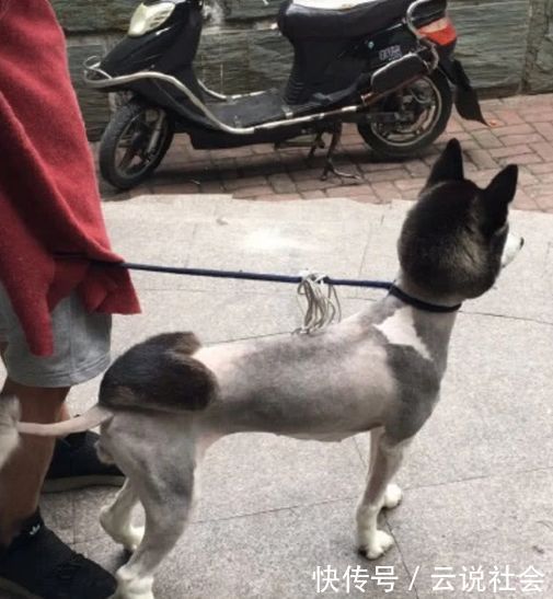 哈士奇|女主人给哈士奇换了一个发型,过了一周后,结果令她后悔不已