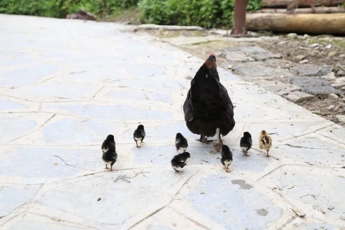  黄岗|村光灿烂 | 如果认识陶渊明，我一定让他到黄岗来。