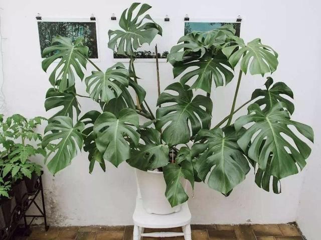 徒长|秋天了别忘记给花理发，这3种花更需要修剪，不然徒长后更丑