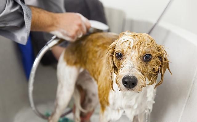 温顺|再温顺的宠物,也有可能伤到宝宝,饲养前想清楚3件事再做决定