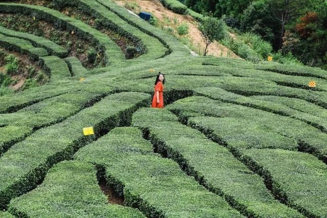  东溪乡|层层梯田、万亩茶园，这才是醉美乡村应有的样子！