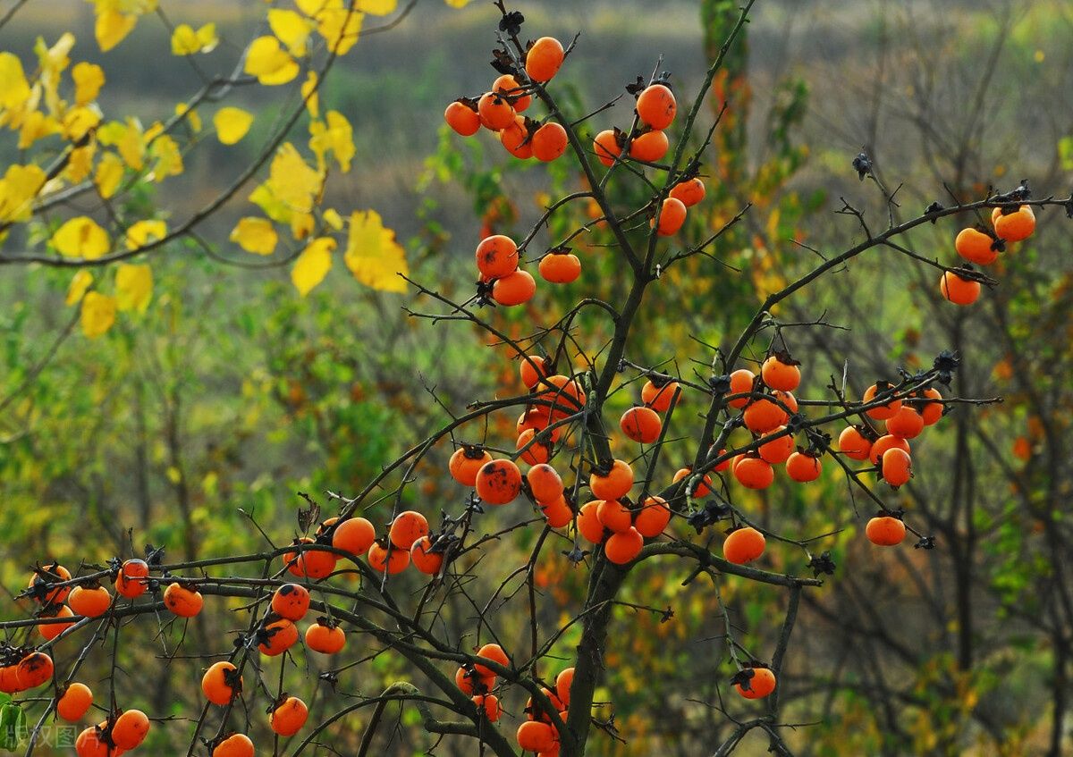 回来|异乡人：秋天了，故乡等你回来晒太阳