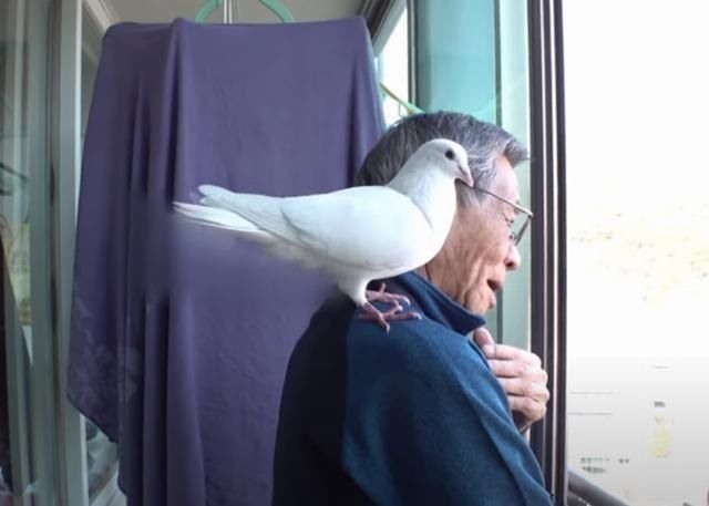 找上门|白鸽缠上大爷,却被邻居找上门,鸽子:我是自己飞来找他的你信吗