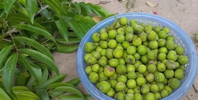  家里|人面子丨小时候爷爷家里的凉果