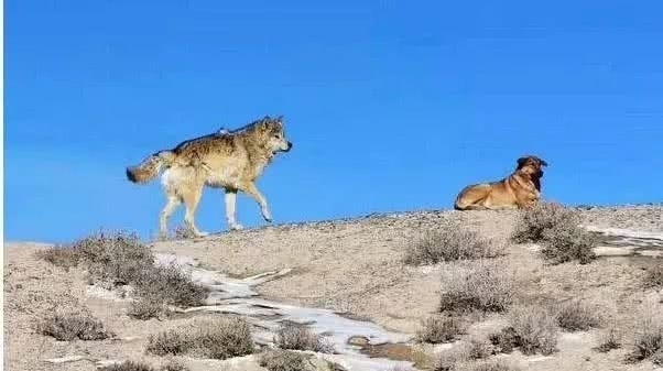 收留|狼收留了一只流浪狗，网友看后吐槽：可怜的狗狗，做了狼的奴隶