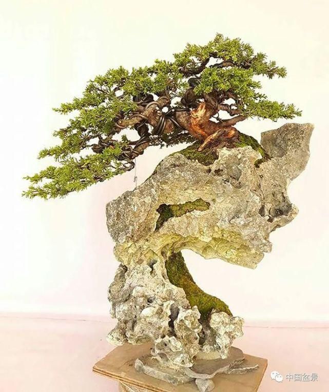 健康|观赏盆景 感悟人生：健康快乐才是生活的主宰！