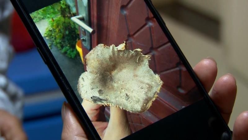 提醒|两老人误食野蘑菇中毒送医急救 医生提醒小心致命“美味”