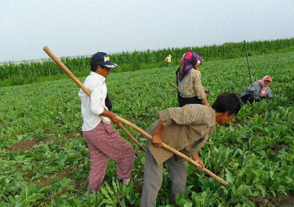 国民|17年前炒成“国民神药”，一斤上百元，农民种植了却不赚钱