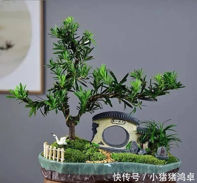 保平安|聪明人爱养这八种“守家树”,护宅吉祥保平安,养好了都是传家宝