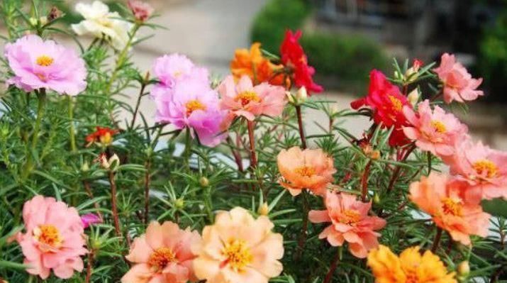  开花|4种花很耐养，沾土就能活，易爆盆，花开不断，还能旺财！