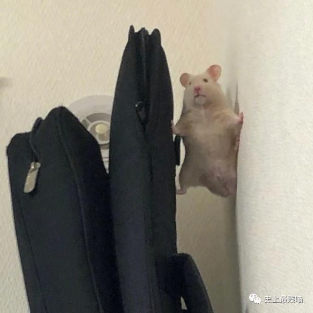  相机|老师，求求你别再用全景相机拍照了…笑趴了哈哈哈哈哈哈哈