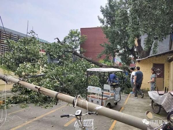  断落|祸从天降！直径30厘米的枝干突然断落，她奋力推开两名幼童