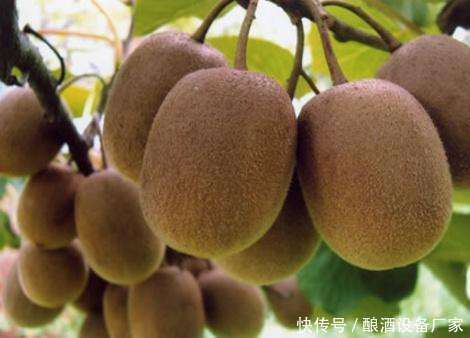 白糖|家庭烧酒设备-猕猴桃酒酿造方法