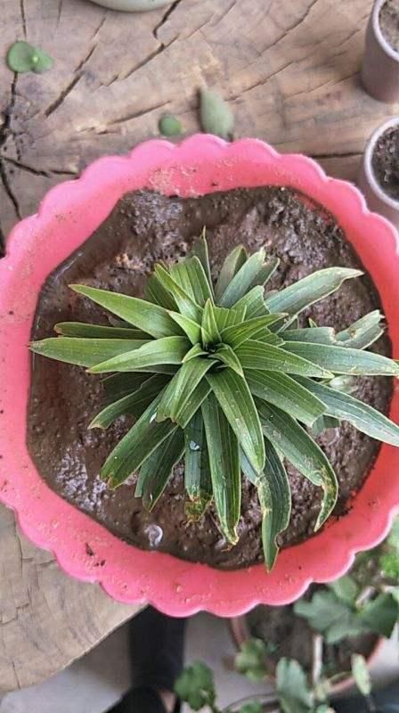 从头到脚|菠萝是个“宝”,从头到脚全有用,扔掉就是浪费