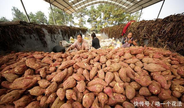 红薯的时|原来红薯的储存方法这么简单,放半年不变质不长芽,并且越放越甜