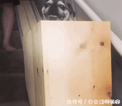 在家|主人亲手在家搭建电梯,十岁残疾狗狗心愿终得实现