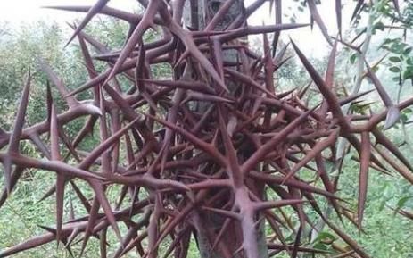  糖水|原产自我国，果实在古代是贡品，儿时用它煮糖水喝，如今100元1斤