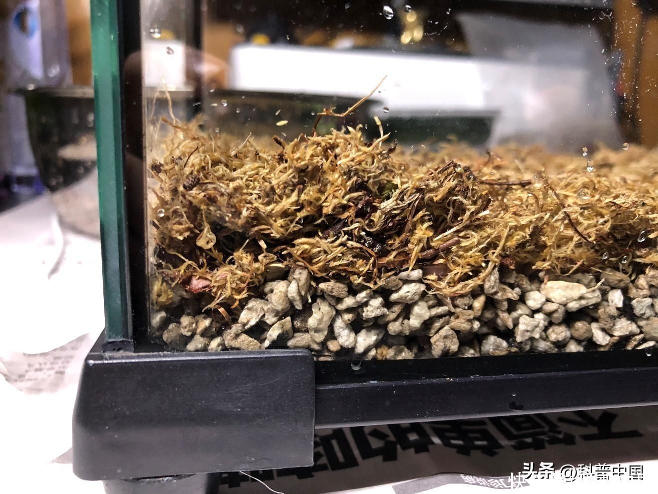 苔藓最简单的自制方法(想拥有一小片苔藓？自己动手造一片吧！)