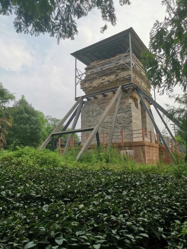  读城|〔读城〕成都地标产品之十：蒲江雀舌，追寻老川茶之根