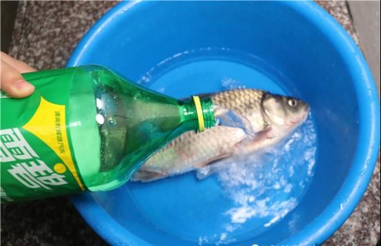  活蹦乱跳|大厨将一大瓶雪碧倒入鱼桶中，不到一分钟，鲫鱼的反应真的绝了