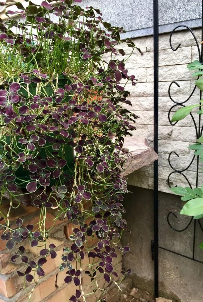 变异|这花被人工培育了，叶子变异后，可以这么美！