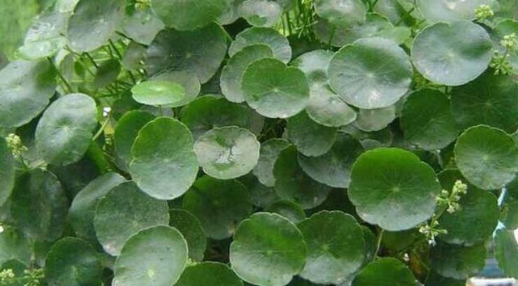  很好|家里要养4种花，耐寒耐阴，半个月不浇水也能长的很好