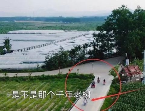  明白|明星有多娇贵？欧阳娜娜张子枫骑电车，看到护送人数明白了