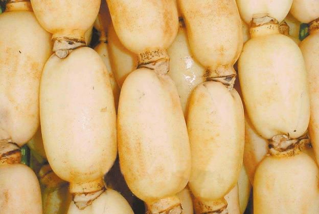  维生素|立秋后，最补的素食就是它了，去菜市场的时候别错过！