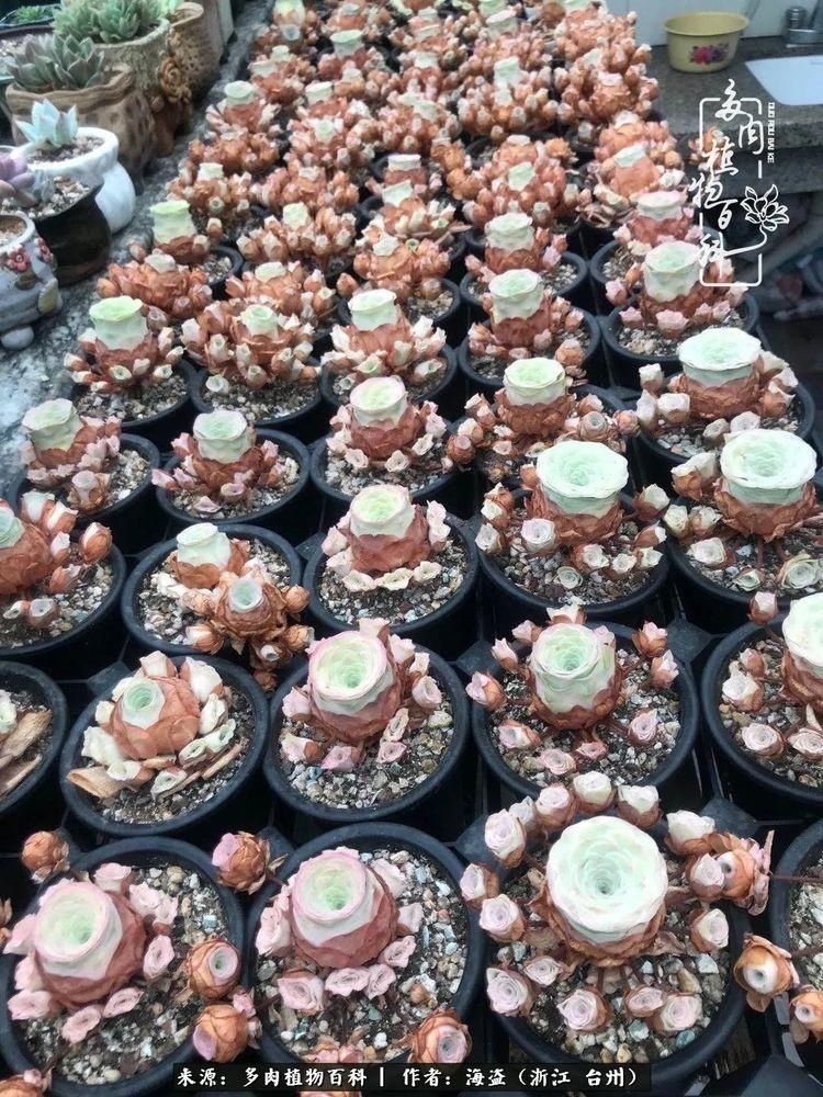  梅雨季|干货：高温高湿梅雨季，山地玫瑰养护提醒，帮你远离黑腐！