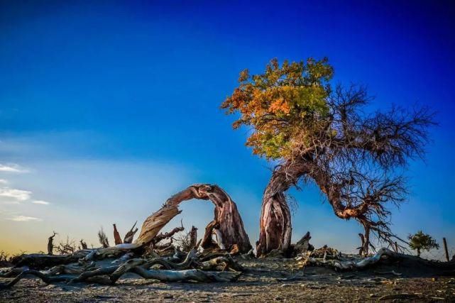 额济纳旗|【阅读】有一种心动,叫额济纳的秋天
