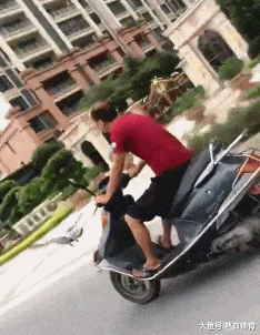 GIF|搞笑GIF：哥们，你这是在用鸽子做导航吗？想象力真丰富