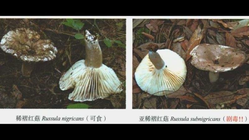 提醒|两老人误食野蘑菇中毒送医急救 医生提醒小心致命“美味”
