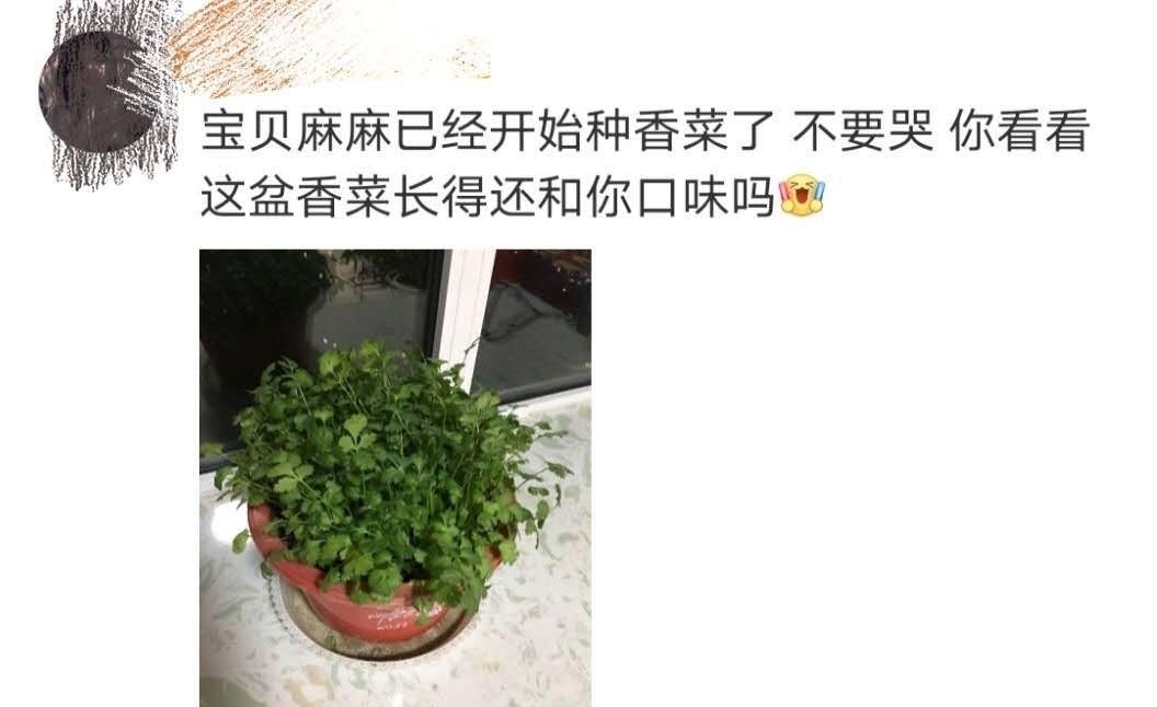 评论|全没啦!火锅局王嘉尔夹走一博最爱,粉丝评论区里开始种香菜