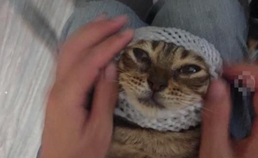  发泡|主人拿猫咪寻开心，拿起发泡网就开动，猫咪气得想死的心都有了