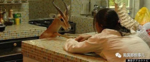  沙漠|霓虹妹子嫁到阿联酋，在5万平米的沙漠＂后院＂里养猫养骆驼?!