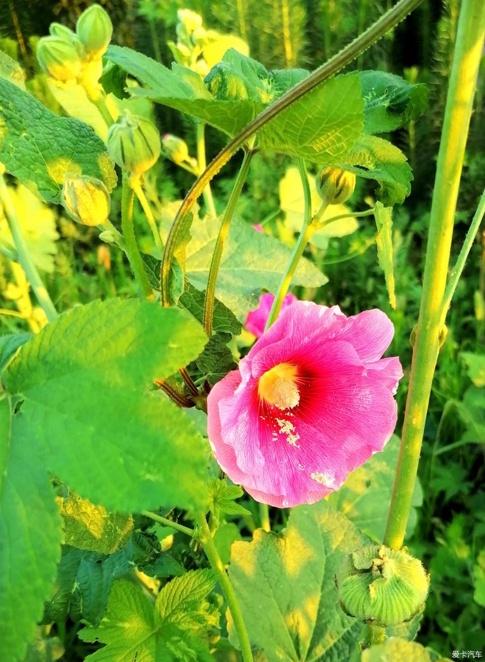 蜀葵|盛夏赏蜀葵，观花心情爽！