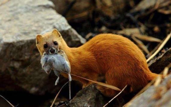 动物|管家对小动物说：骗我一次，是我傻；想骗我两次，那就是你傻了