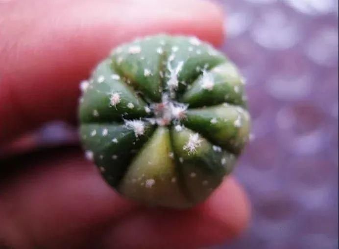  人养|每个人养肉人都应该学会鉴赏“兜”