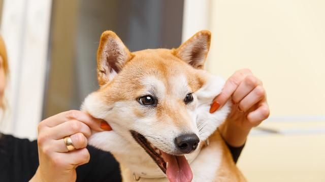  养狗|狗狗也来“大姨妈”？动物的大姨妈你了解多少